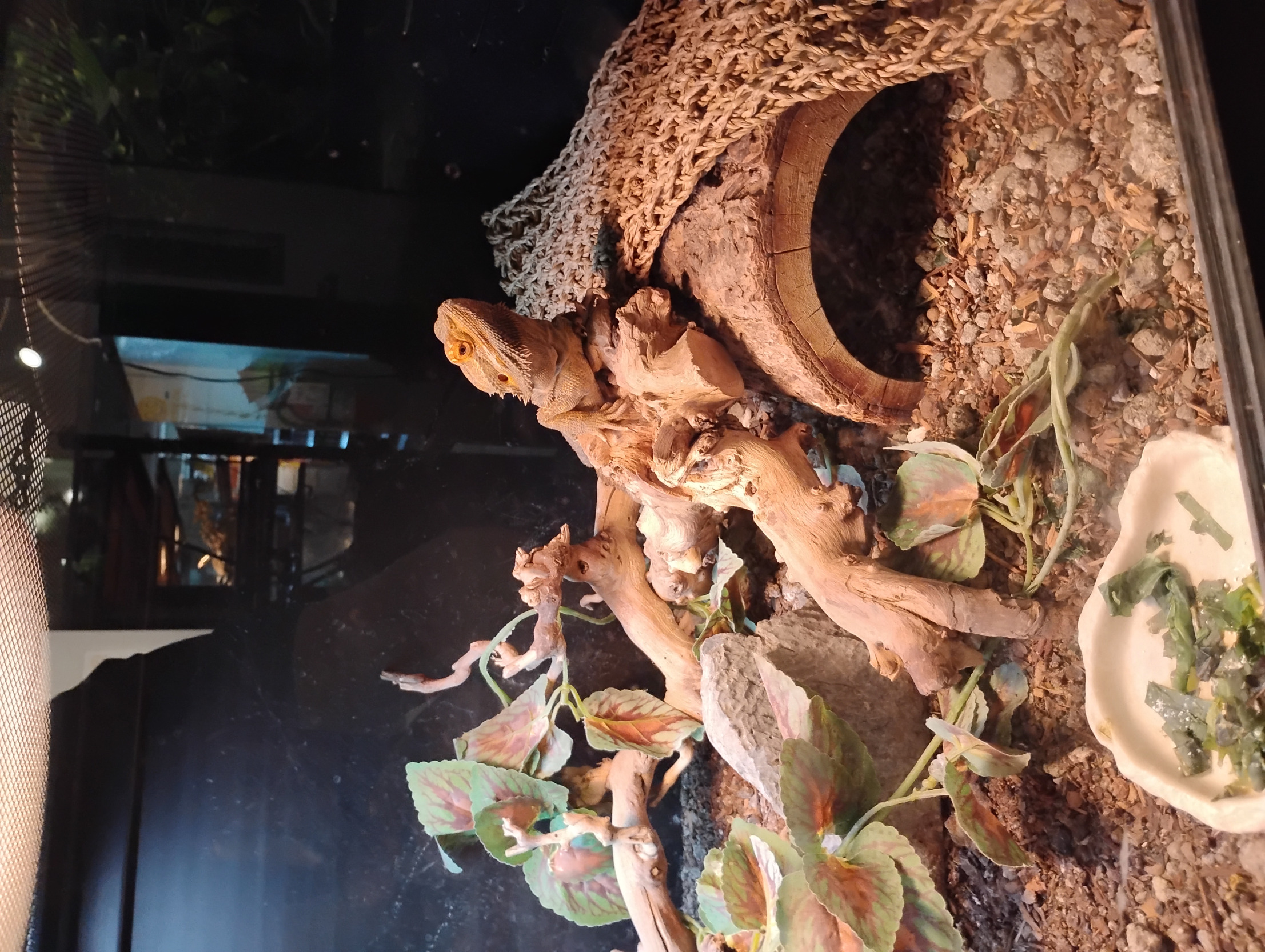 Lizard Bombastic Side eue Blank Meme Template