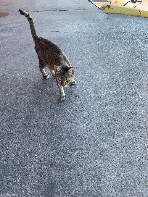The first friendly barn cat encounter at work | made w/ Imgflip meme maker