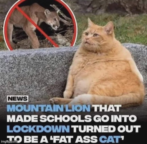 Fatass cat | made w/ Imgflip meme maker