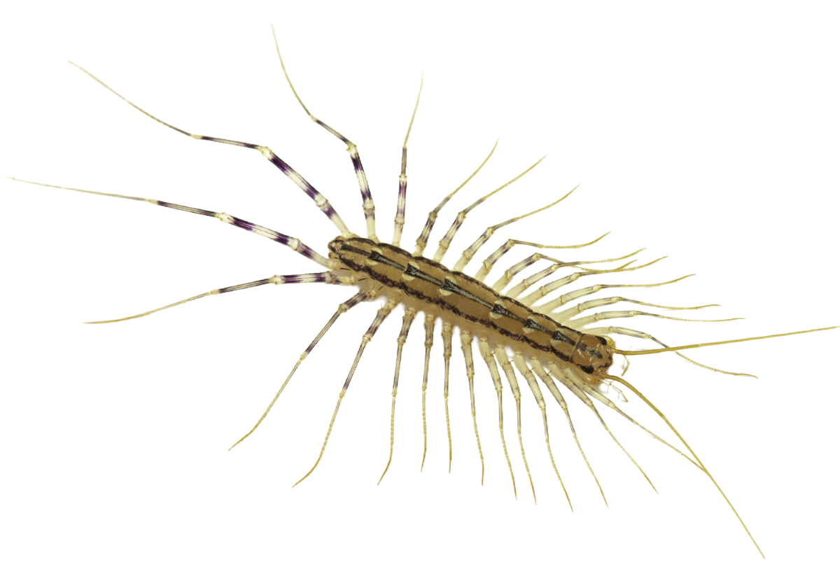 House centipede Blank Meme Template