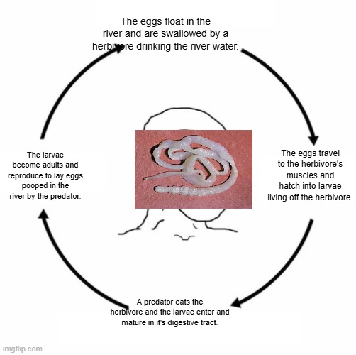 The life cycle of an average parasite... | The eggs float in the river and are swallowed by a herbivore drinking the river water. The eggs travel to the herbivore's muscles and hatch into larvae living off the herbivore. The larvae become adults and reproduce to lay eggs pooped in the river by the predator. A predator eats the herbivore and the larvae enter and mature in it's digestive tract. | image tagged in animals,cycle,memes,nature,parasite | made w/ Imgflip meme maker