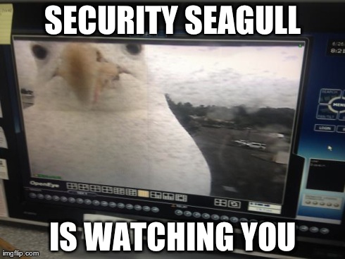 SECURITY SEAGULL IS WATCHING YOU | image tagged in security seagull | made w/ Imgflip meme maker