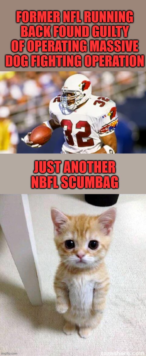 FORMER NFL RUNNING BACK FOUND GUILTY OF OPERATING MASSIVE DOG FIGHTING OPERATION; JUST ANOTHER NBFL SCUMBAG | image tagged in memes,cute cat | made w/ Imgflip meme maker