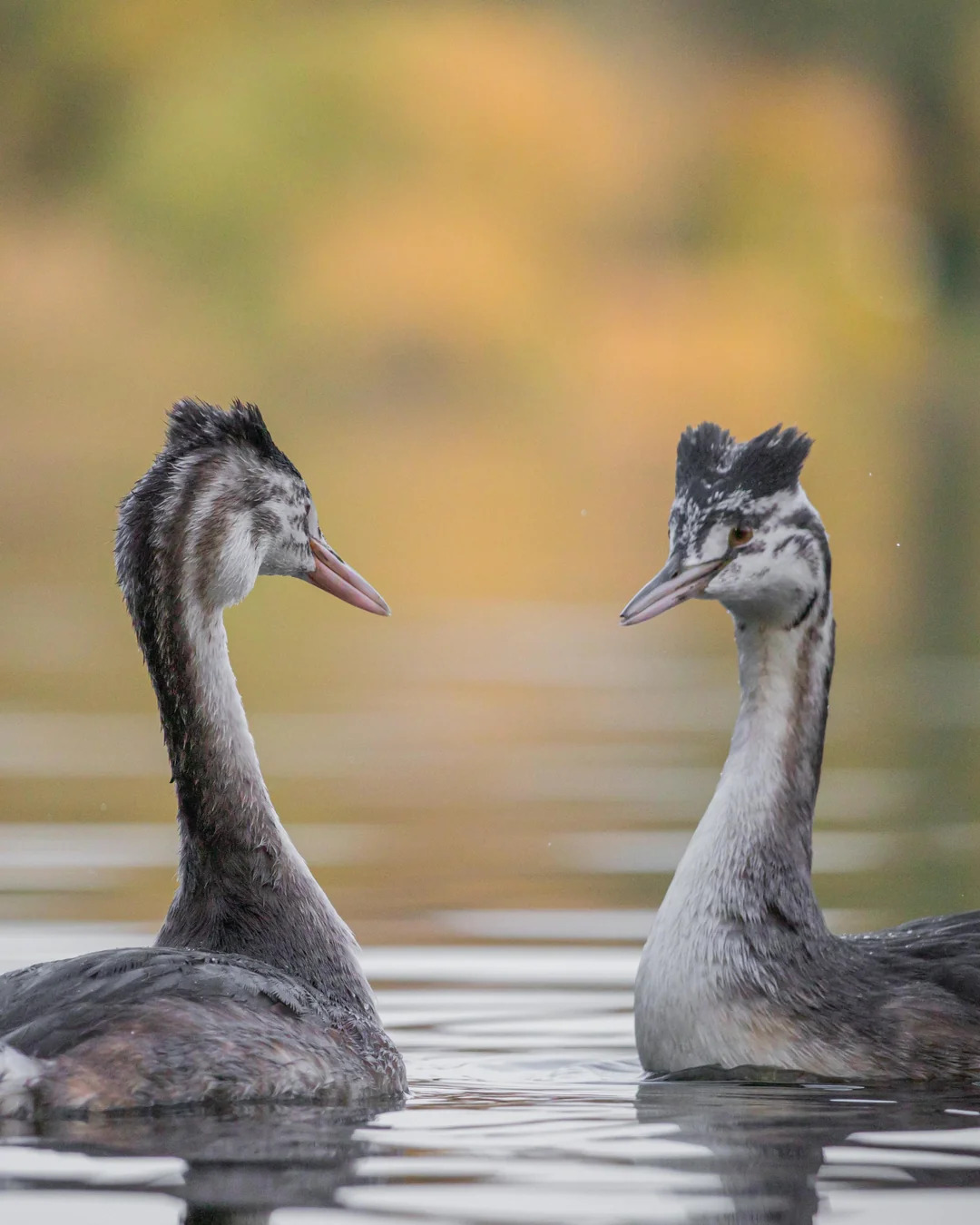 The super grebe bros LLC Blank Meme Template