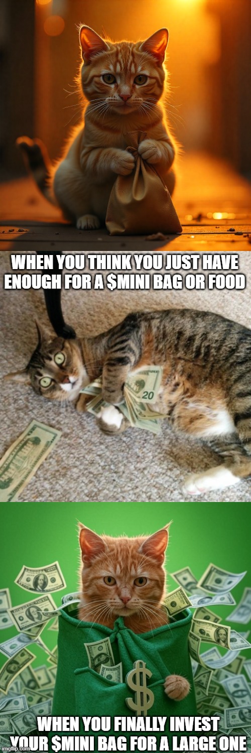 WHEN YOU THINK YOU JUST HAVE ENOUGH FOR A $MINI BAG OR FOOD; WHEN YOU FINALLY INVEST YOUR $MINI BAG FOR A LARGE ONE | image tagged in money cat | made w/ Imgflip meme maker