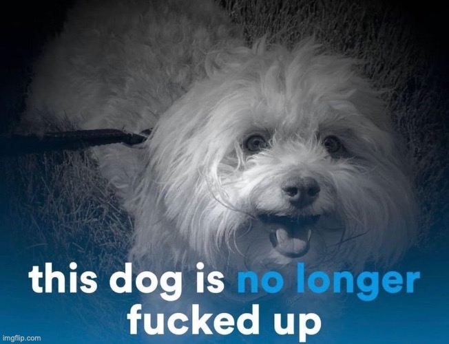 This dog is no longer fucked up | image tagged in this dog is no longer fucked up | made w/ Imgflip meme maker