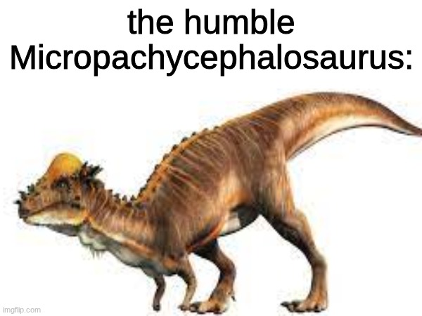 the humble Micropachycephalosaurus: | image tagged in memes,shitpost,micropachycephalosaurus,dinosaurs | made w/ Imgflip meme maker