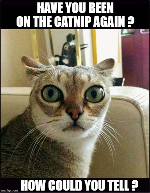 Look At Those Eyes ! | HAVE YOU BEEN ON THE CATNIP AGAIN ? HOW COULD YOU TELL ? | image tagged in cats,catnip,eyes | made w/ Imgflip meme maker