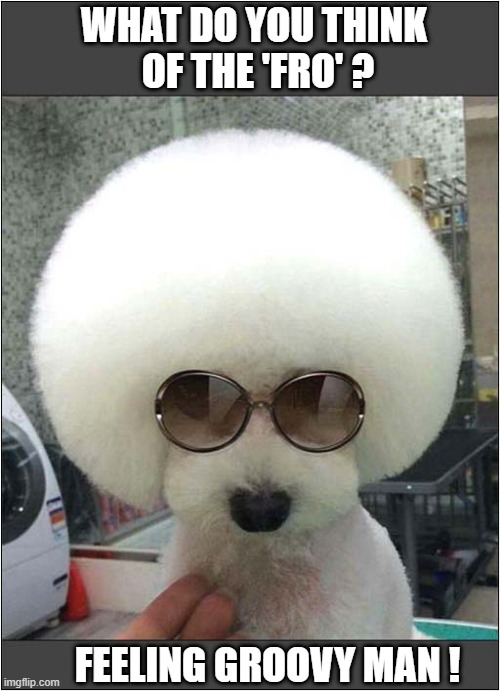 Going For A 1970's Look | WHAT DO YOU THINK
 OF THE 'FRO' ? FEELING GROOVY MAN ! | image tagged in dogs,hairstyle,1970s,afro | made w/ Imgflip meme maker