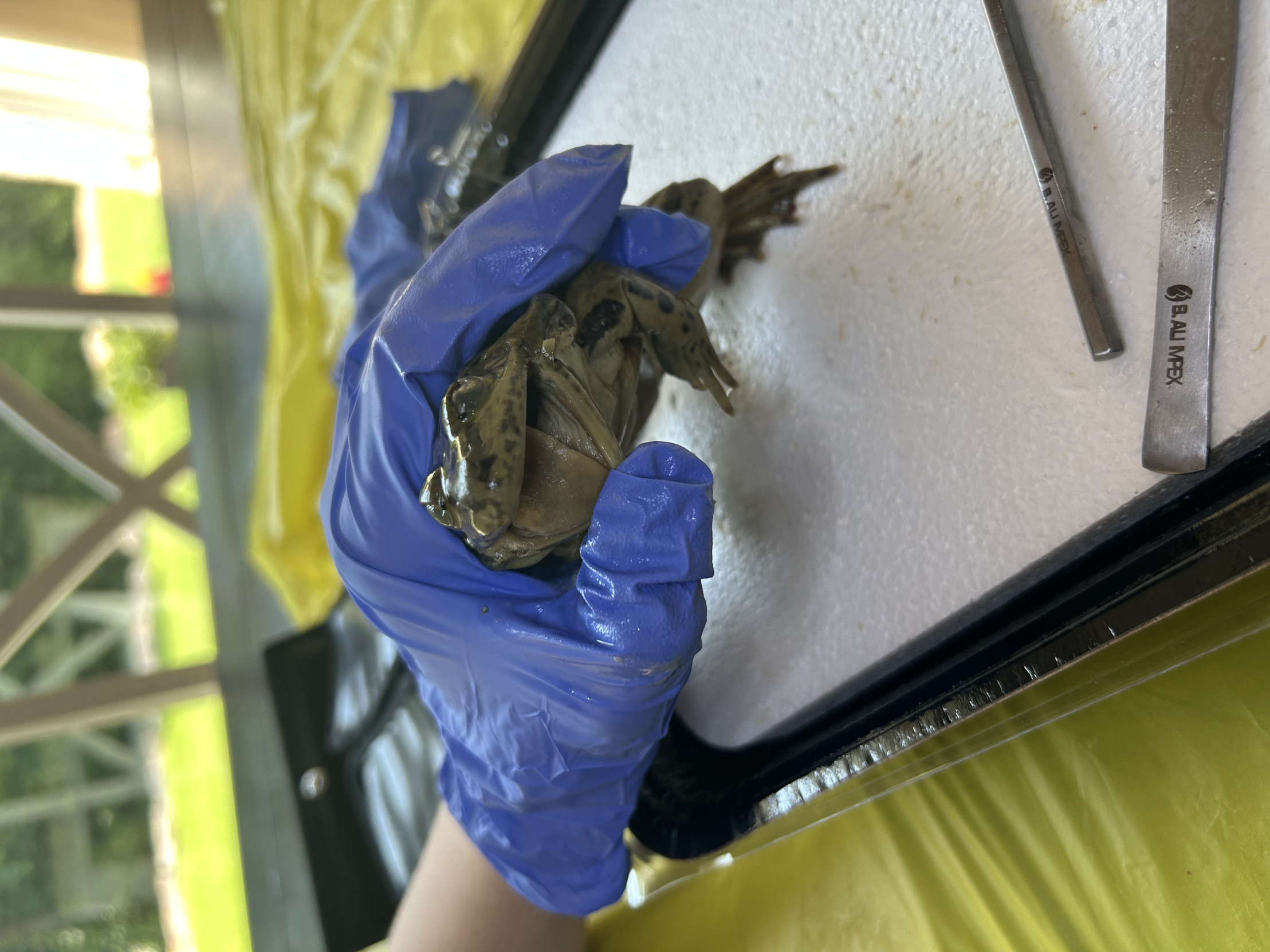 Happy Dissected Frog Blank Meme Template