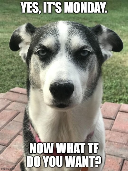 Another Monday Meme | YES, IT'S MONDAY. NOW WHAT TF DO YOU WANT? | image tagged in monday face,monday,mondays,i hate mondays | made w/ Imgflip meme maker