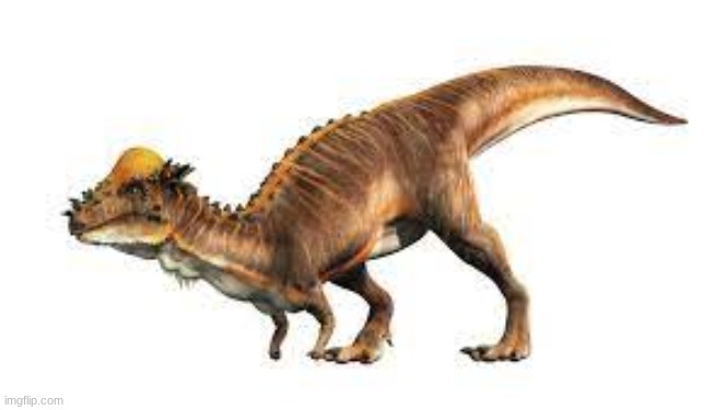 micropachycephalosaurus | image tagged in micropachycephalosaurus | made w/ Imgflip meme maker
