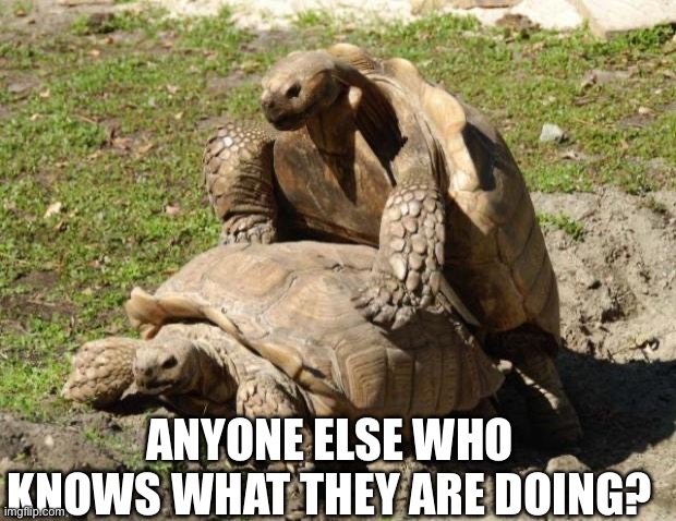Tortoise Quickie | ANYONE ELSE WHO KNOWS WHAT THEY ARE DOING? | image tagged in tortoise quickie | made w/ Imgflip meme maker