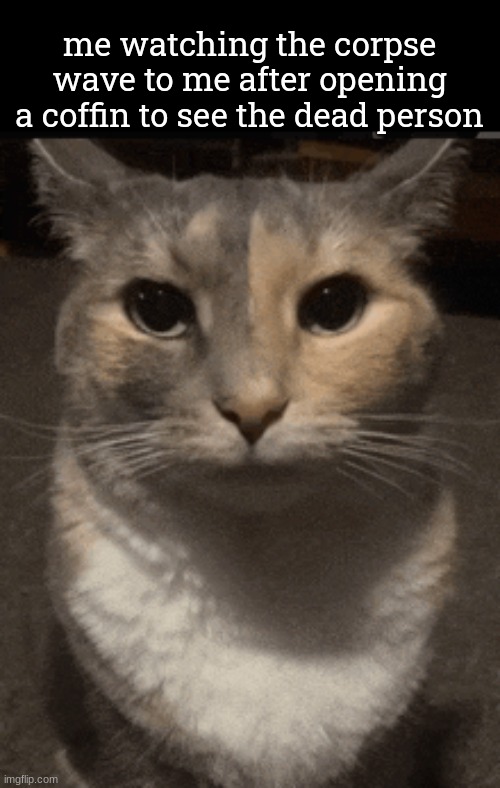 ​ | me watching the corpse wave to me after opening a coffin to see the dead person | image tagged in cat dead stare | made w/ Imgflip meme maker