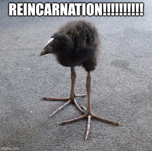 DAMN!!! bird | REINCARNATION!!!!!!!!!! | image tagged in damn bird | made w/ Imgflip meme maker