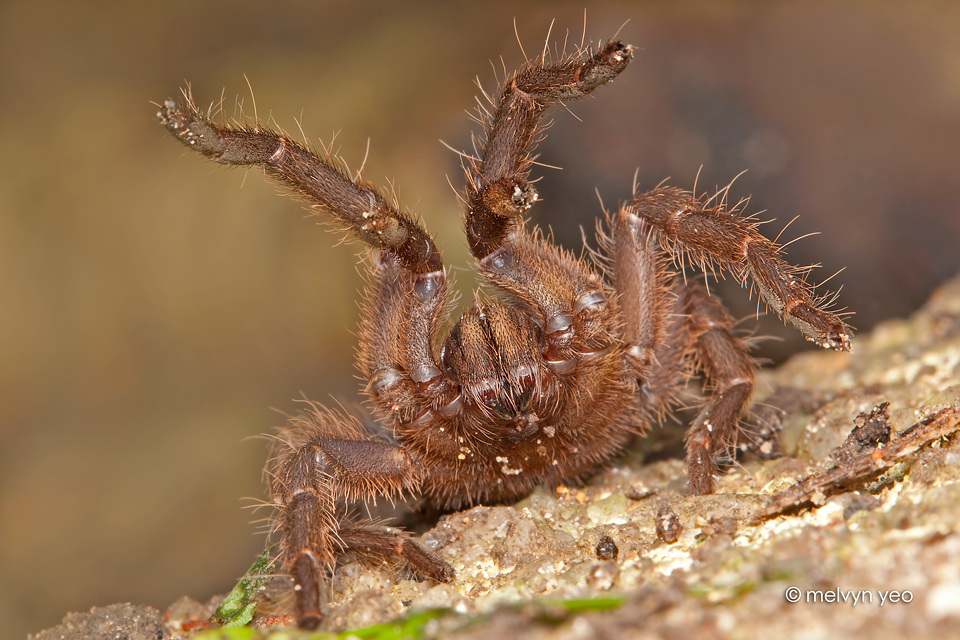 Surprise tarantula Blank Meme Template