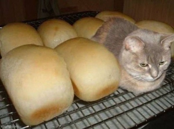 cat bread | image tagged in cat bread | made w/ Imgflip meme maker