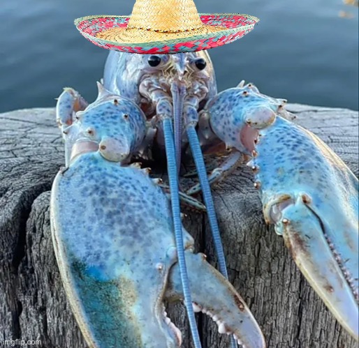 el-lobster face reveal because I’m bored | image tagged in the blue lobster | made w/ Imgflip meme maker