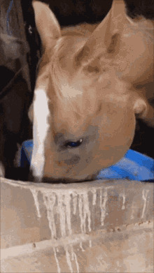 horse fan Blank Meme Template