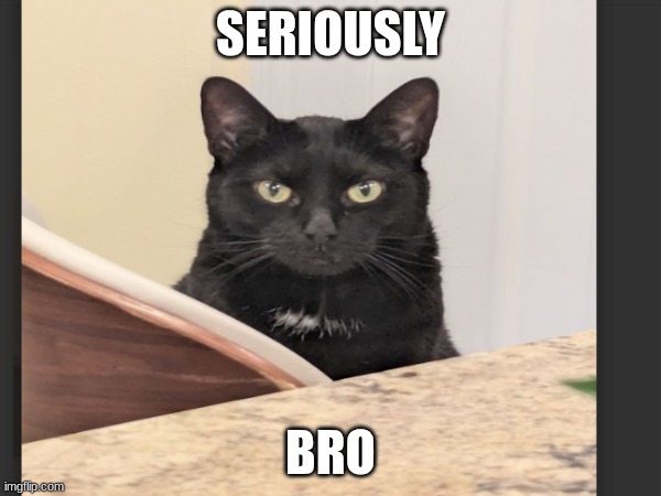 SERIOUSLY bruh | SERIOUSLY; BRO | image tagged in cat | made w/ Imgflip meme maker