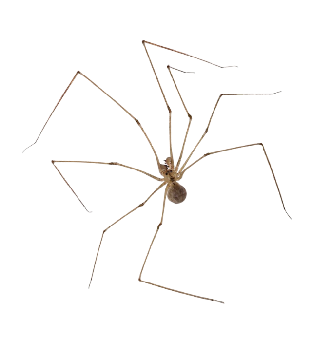 Scary spider Blank Meme Template