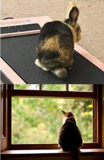 fit bunny & feline inside Blank Meme Template