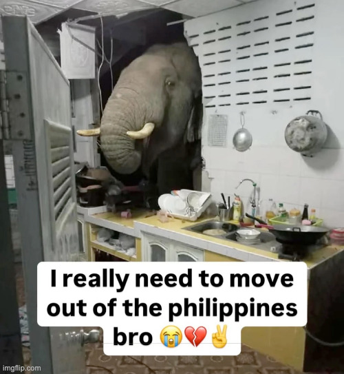 whirow | made w/ Imgflip meme maker