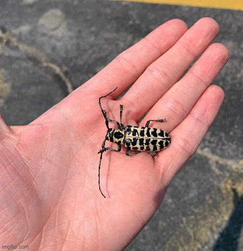 Cottonwood Borer Beetle | made w/ Imgflip meme maker