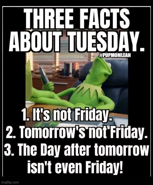 The Perks of Tuesday. | #PUPMOMLEAH | image tagged in tuesday,funny,kermit the frog | made w/ Imgflip meme maker