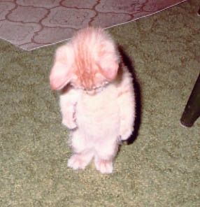 Sad Kitten Blank Meme Template