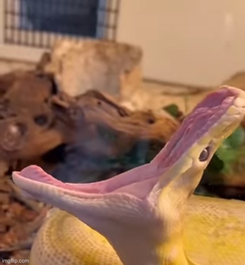Snake yawn | made w/ Imgflip meme maker