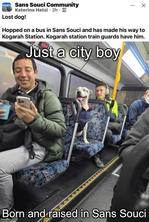 He wanted to take the midnight train | Just a city boy; Born and raised in Sans Souci | image tagged in city boy,strangers,dog,sydney,train | made w/ Imgflip meme maker