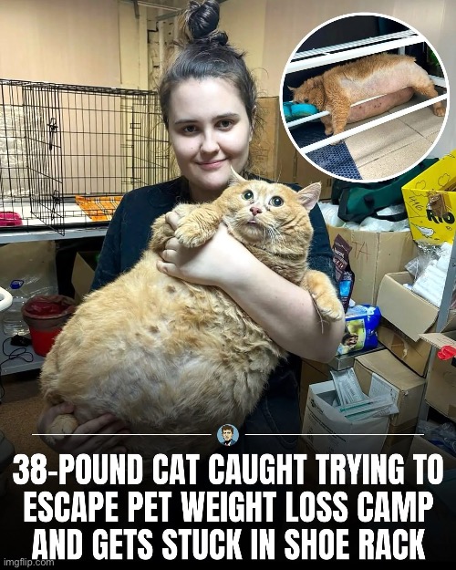 Chunky boi tries to escape | image tagged in chonk,fat,roll safe | made w/ Imgflip meme maker