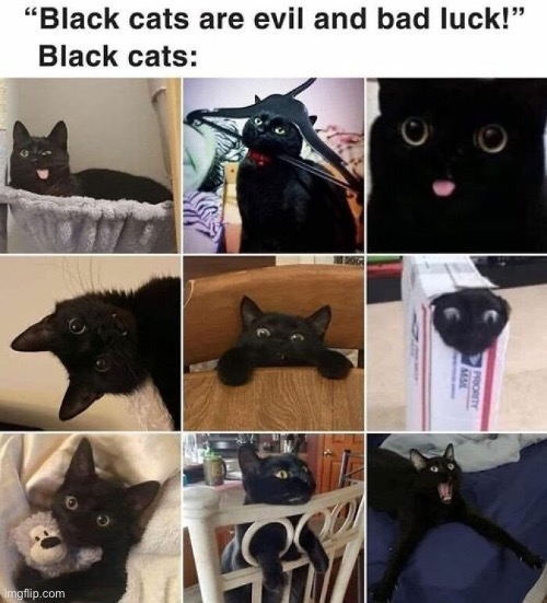Bad Luck And Evil? Pictures says otherwise | image tagged in cats,funny cat memes,black cat,superstition,duhhh dumbass,human stupidity | made w/ Imgflip meme maker