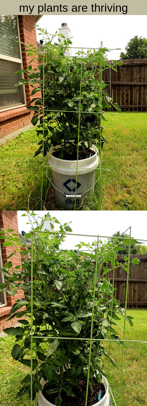 my plants are thriving | made w/ Imgflip meme maker