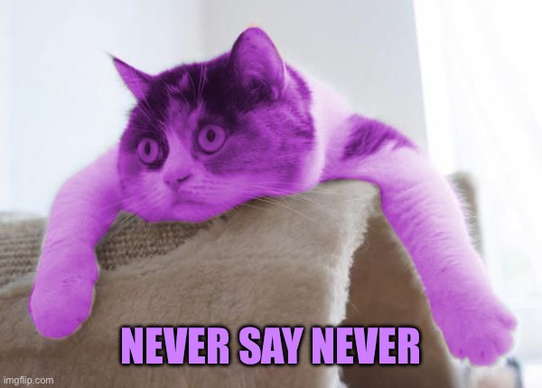 RayCat Stare | NEVER SAY NEVER | image tagged in raycat stare | made w/ Imgflip meme maker