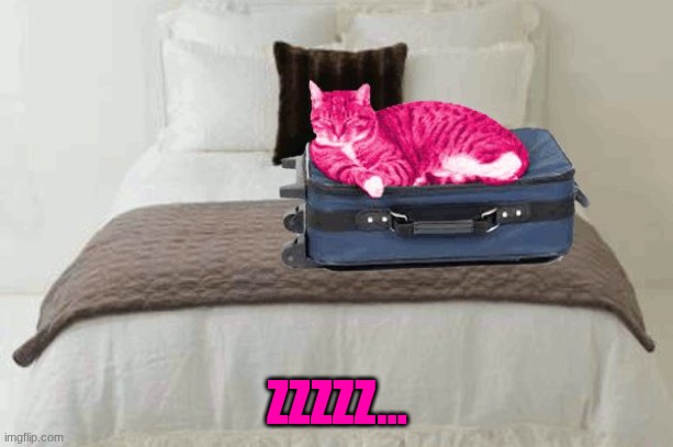 RayCat kicks to the curb | ZZZZZ... | image tagged in raycat kicks to the curb | made w/ Imgflip meme maker