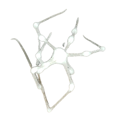 White spider 11 Meme Template