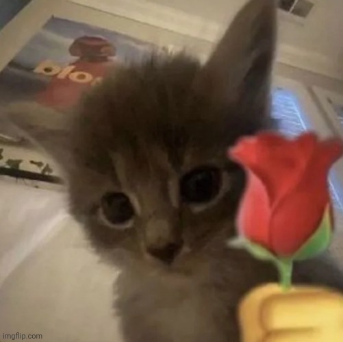Here's a flower cat :3 | image tagged in i diagnose you with gay | made w/ Imgflip meme maker