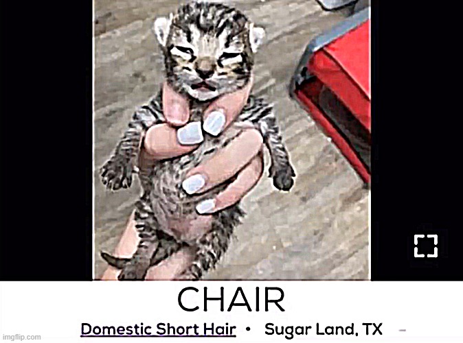 Chair | image tagged in chair | made w/ Imgflip meme maker