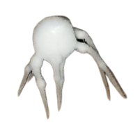 White spider 14 Meme Template