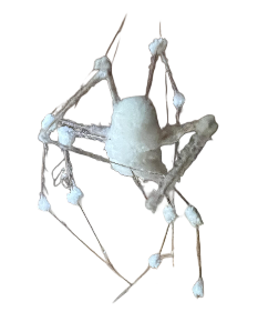 White spider 16 Blank Meme Template