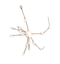 White spider 17 Meme Template
