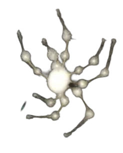White spider 18 Blank Meme Template
