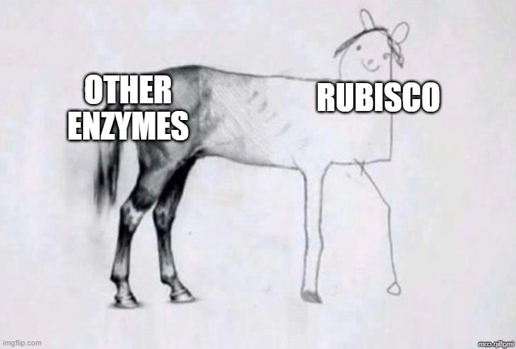 Photosynthesis' Fatal Flaw | OTHER ENZYMES; RUBISCO | image tagged in horse drawing | made w/ Imgflip meme maker