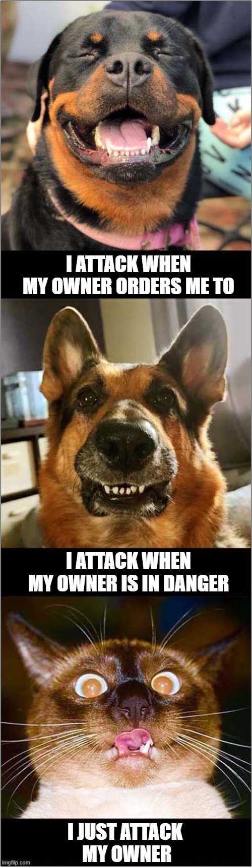 The Differences Between Cats And Dogs ! | I ATTACK WHEN MY OWNER ORDERS ME TO; I ATTACK WHEN MY OWNER IS IN DANGER; I JUST ATTACK
 MY OWNER | image tagged in cats,dogs,differences,attack | made w/ Imgflip meme maker
