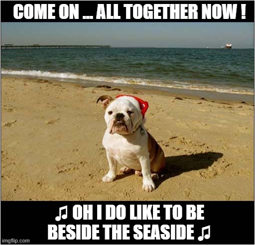 Unimpressed With The Beach | COME ON ... ALL TOGETHER NOW ! ♫ OH I DO LIKE TO BE
BESIDE THE SEASIDE ♫ | image tagged in dogs,day at the beach,unimpressed | made w/ Imgflip meme maker