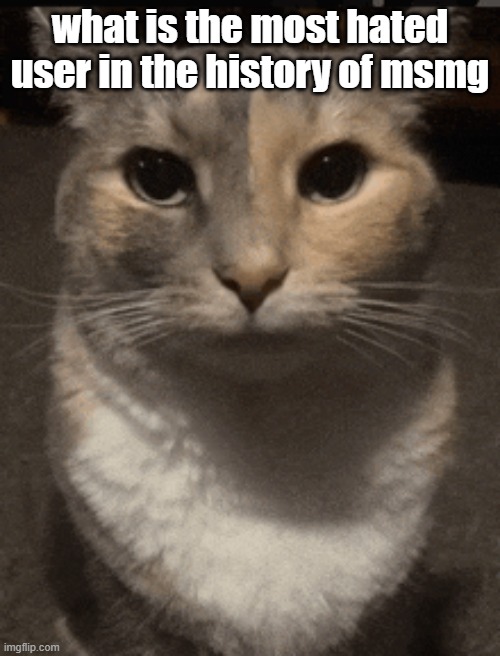 cat dead stare | what is the most hated user in the history of msmg | image tagged in cat dead stare | made w/ Imgflip meme maker