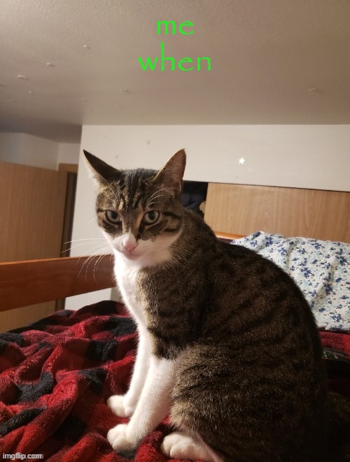 Tf2daftpunkgaming's cat | me when | image tagged in tf2daftpunkgaming's cat | made w/ Imgflip meme maker