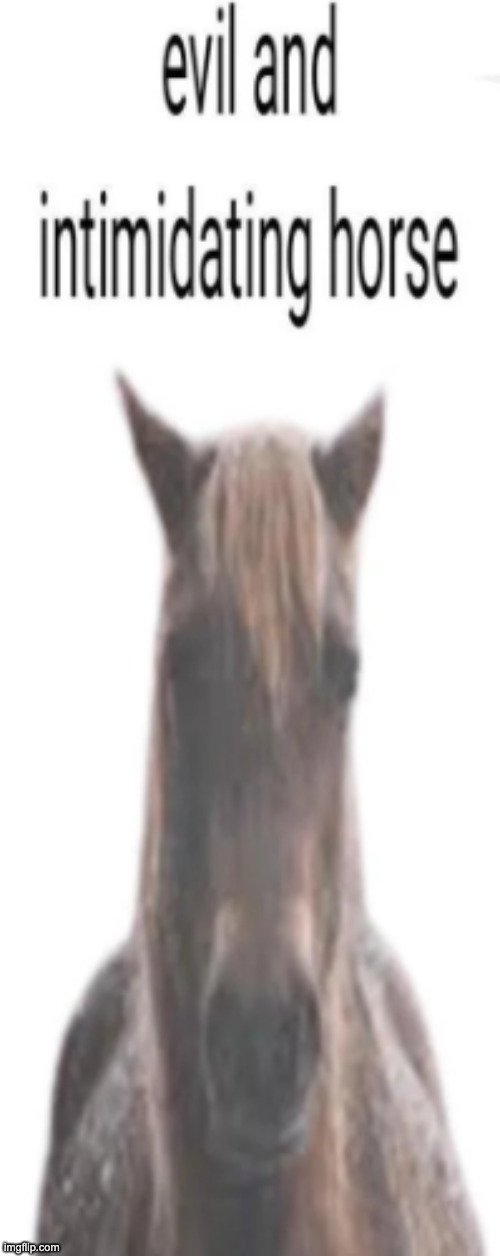 evil and intimidating horse | image tagged in evil and intimidating horse | made w/ Imgflip meme maker